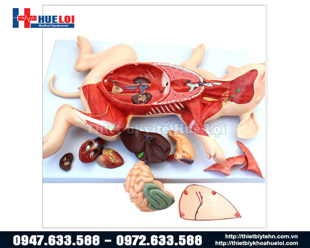 Mô hình giải phẫu nội tạng lợn