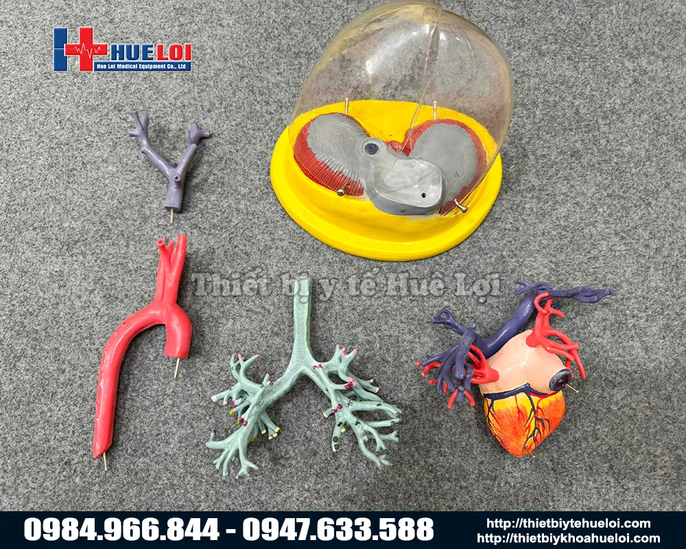 Chi tiết mô hình tim phổi và mạch máu