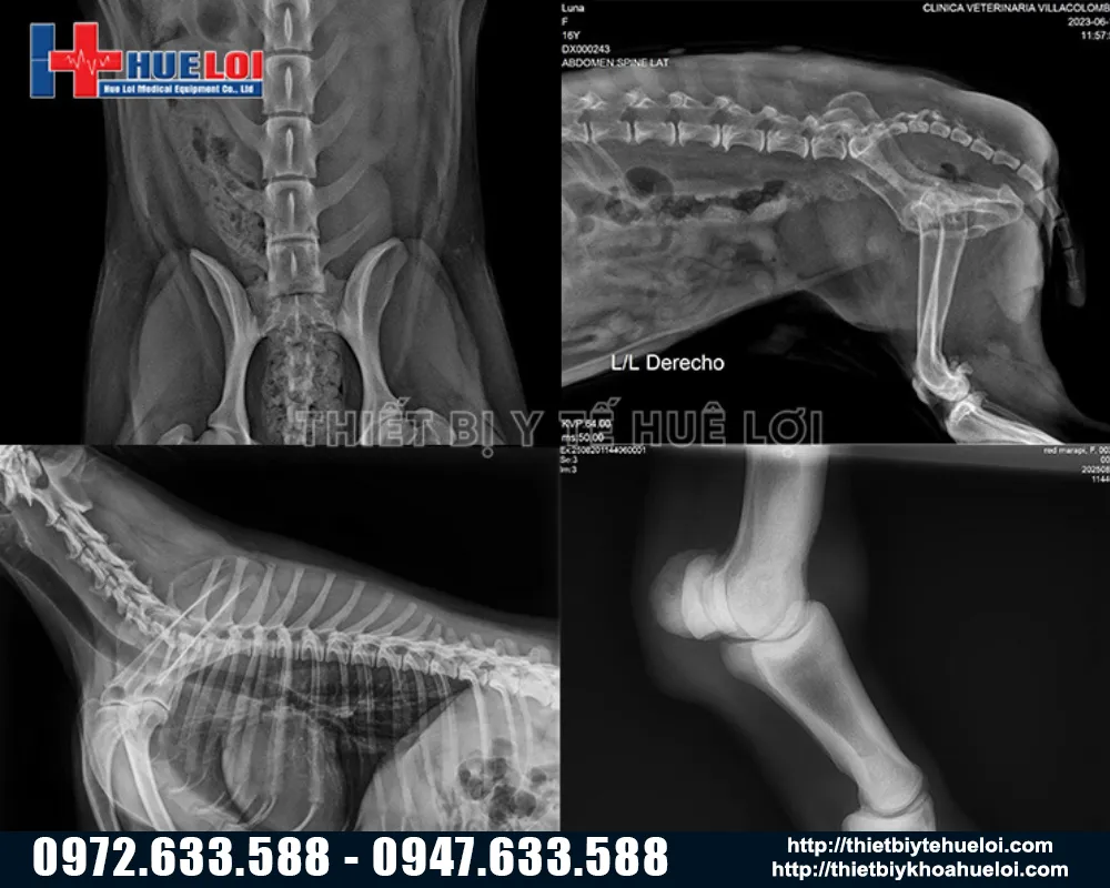 Chất lượng hình ảnh của máy X-Quang thú y